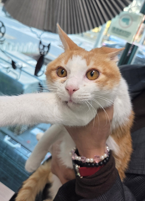 보호중 한국 고양이…